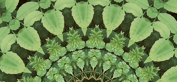 asset_image